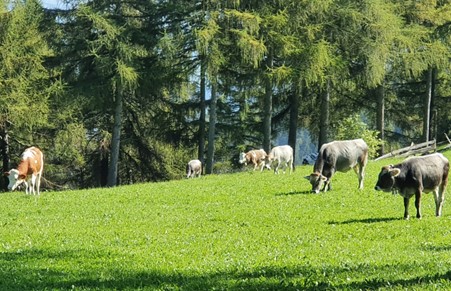 Kühe auf der Weide 
